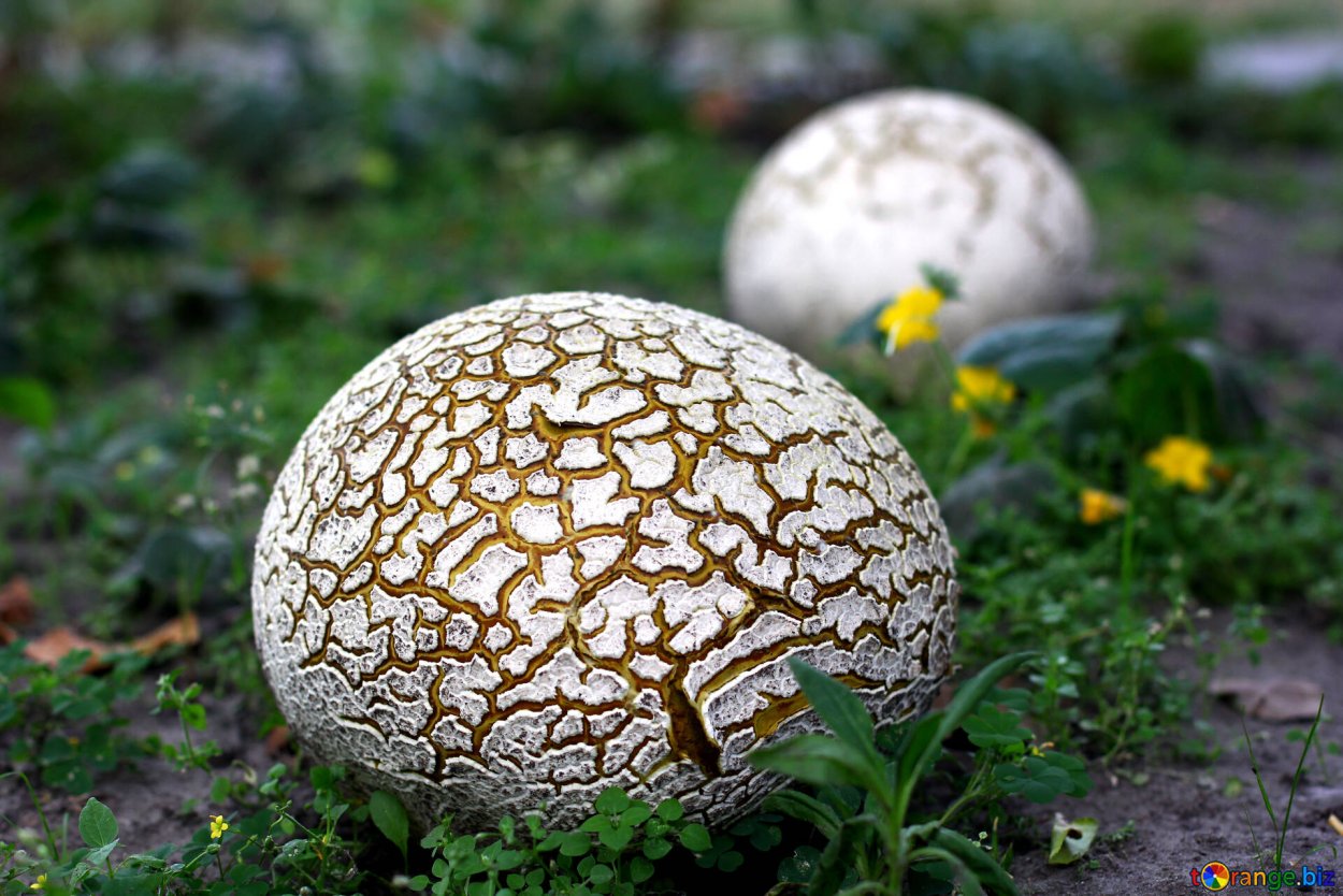 Puffball гриб