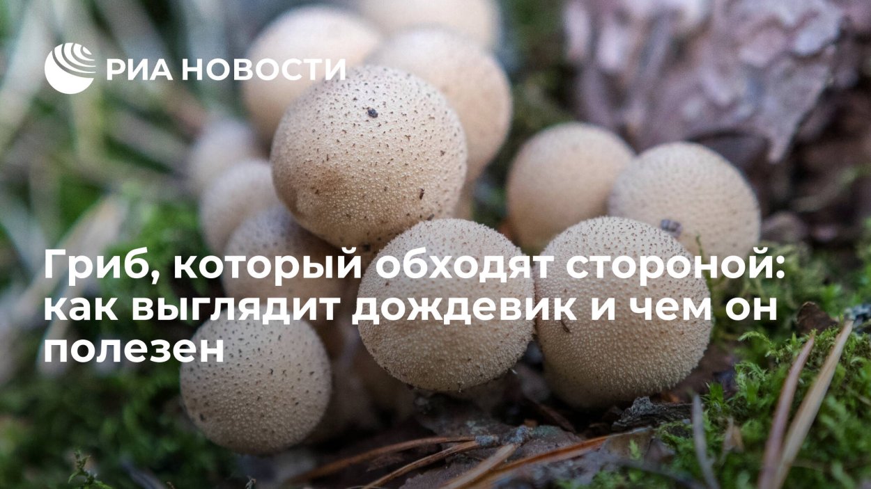 Дождевик гриб в разрезе