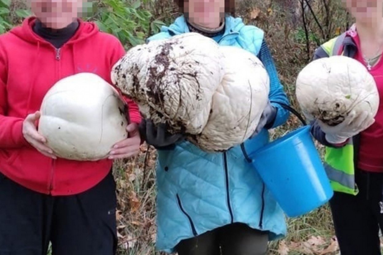 Lycoperdon pusillum