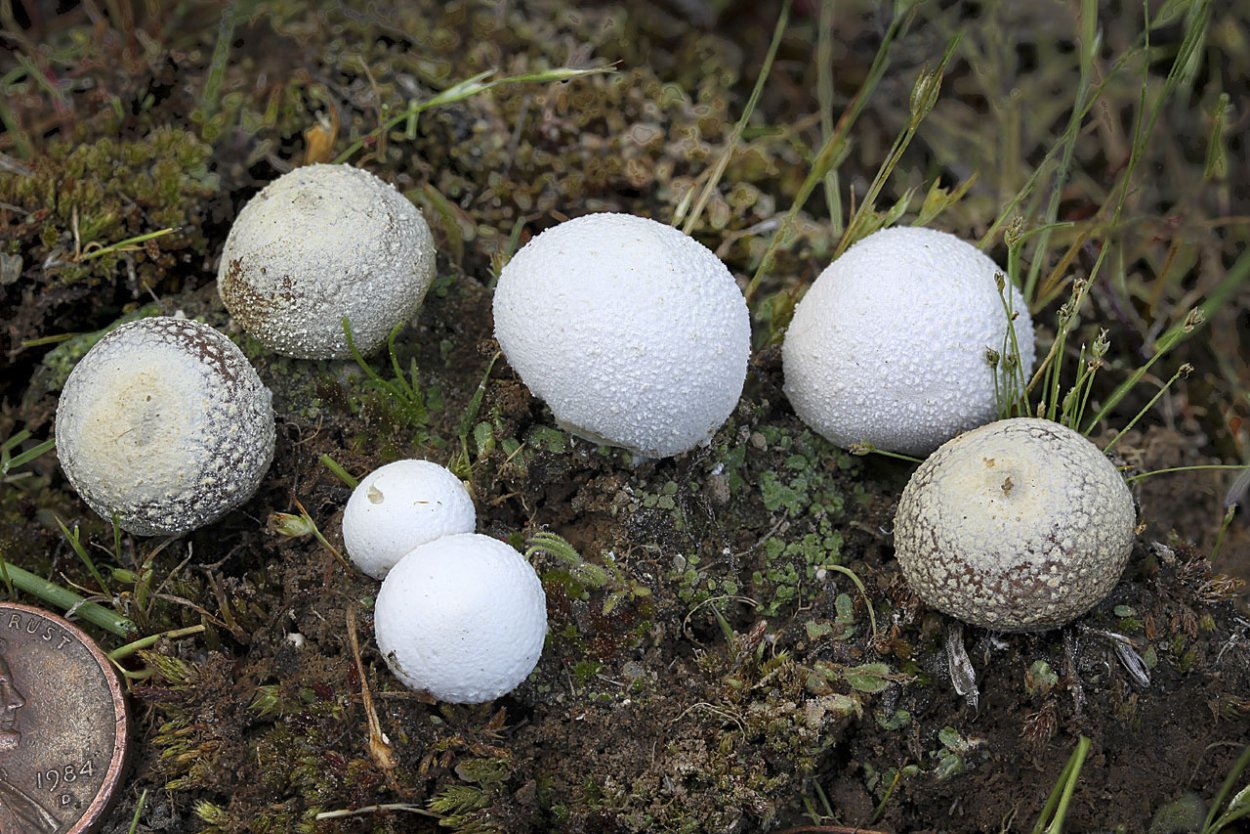 Puffball гриб