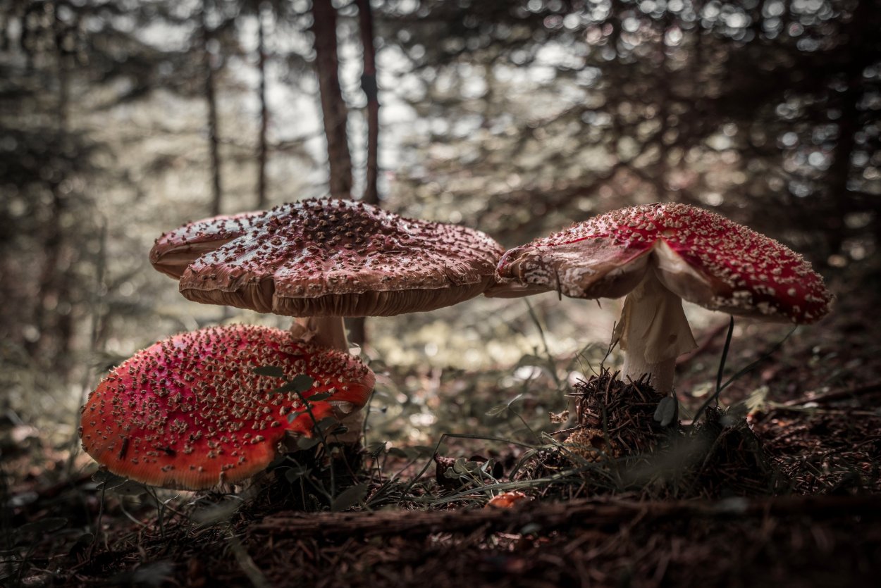 Лукошко с грибами