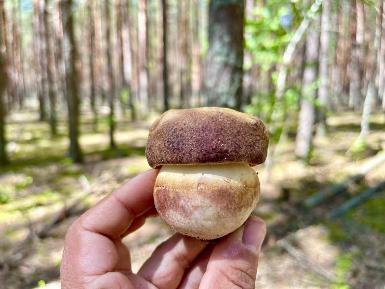 Грибы в июне