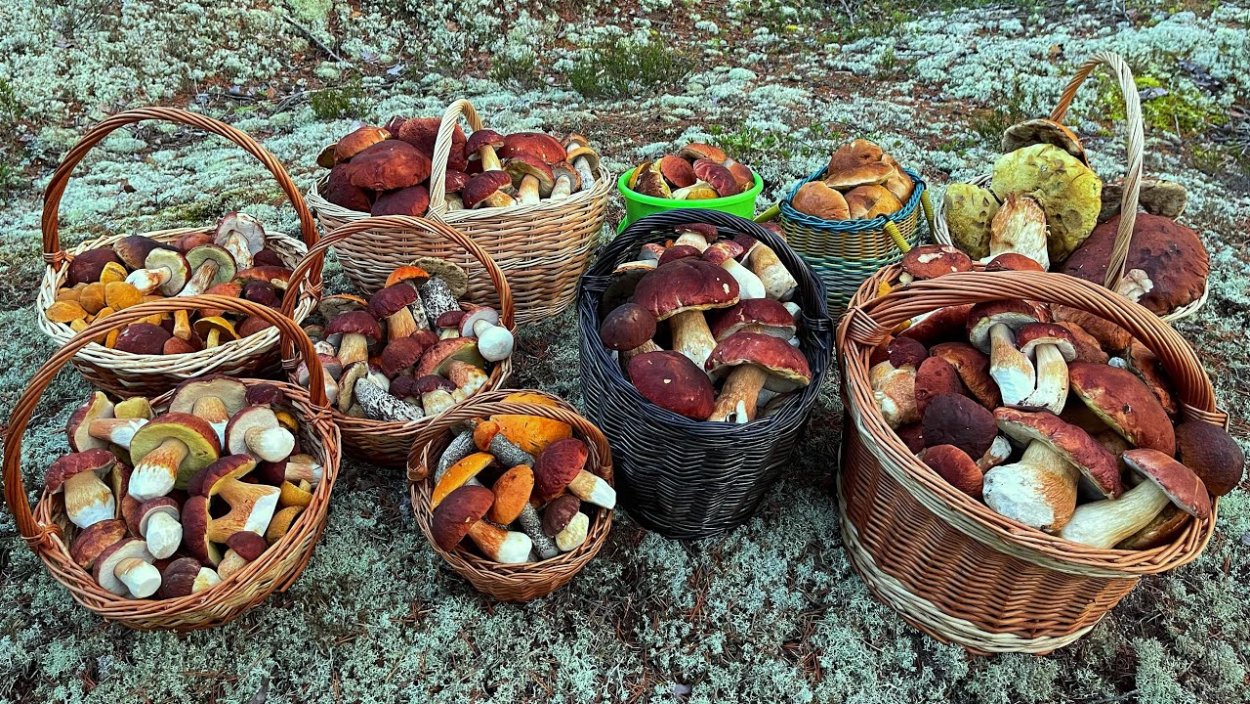 Закрутки из грибов