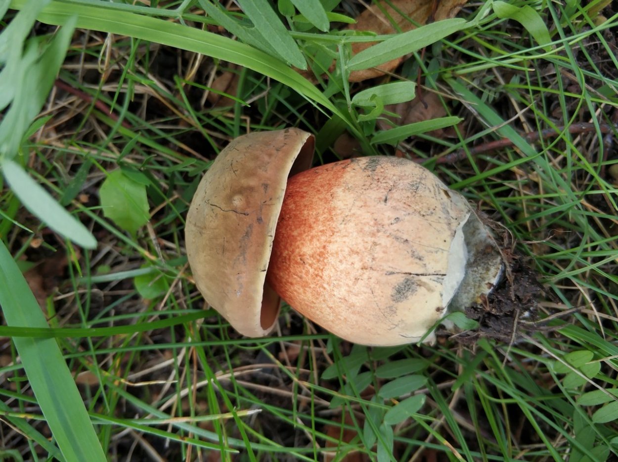 Boletus luridus Дубовик обыкновенный