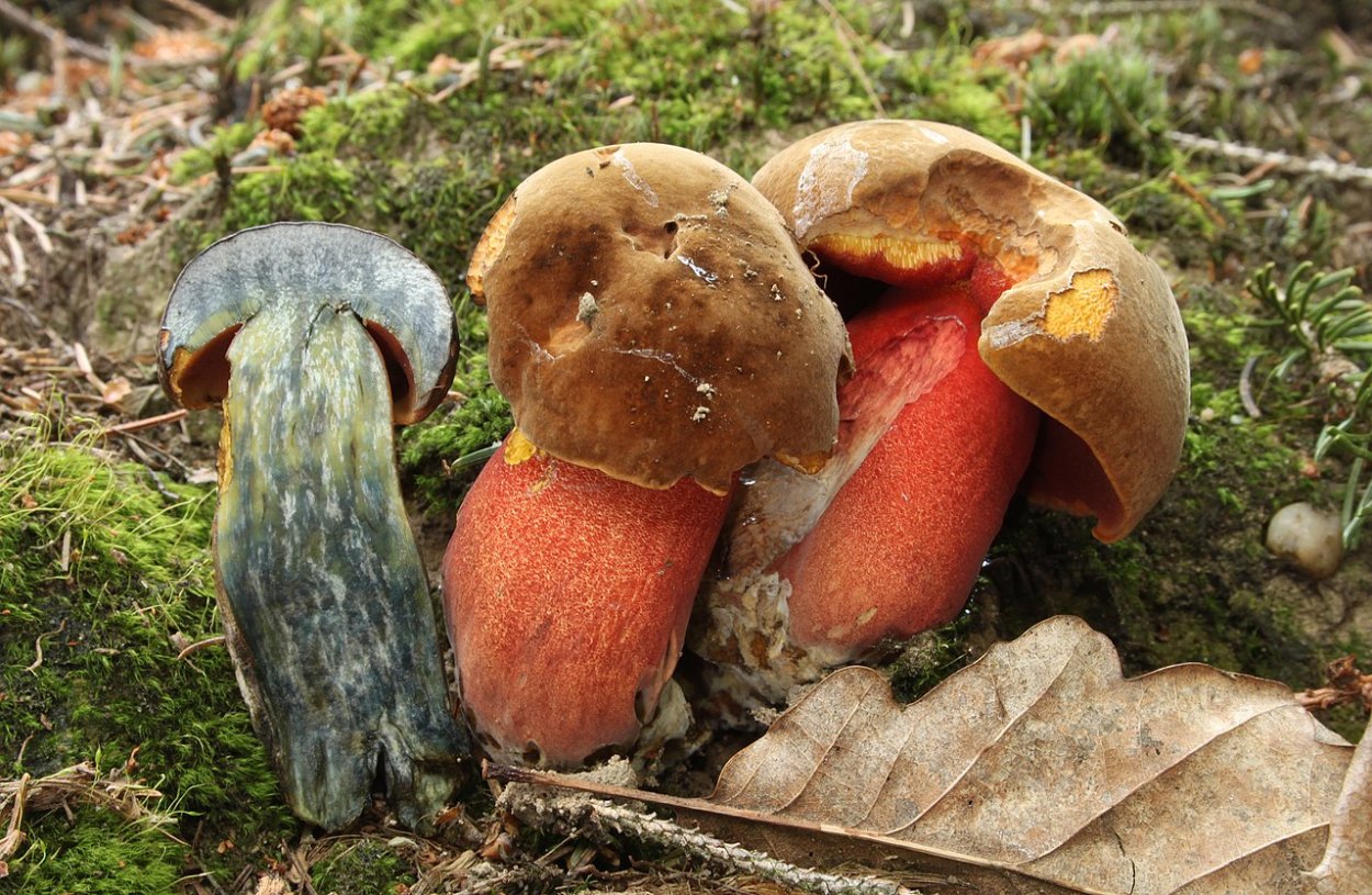 Дубовик крапчатый Boletus erythropus