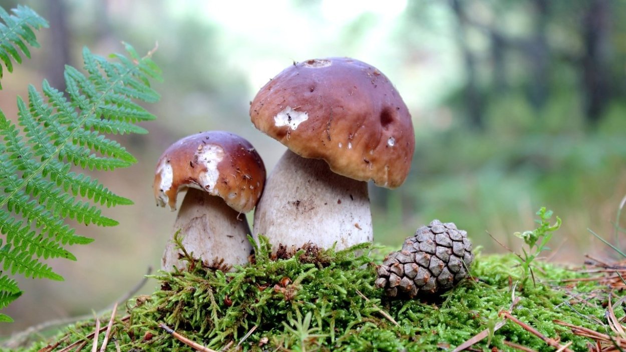 Фон лес грибы