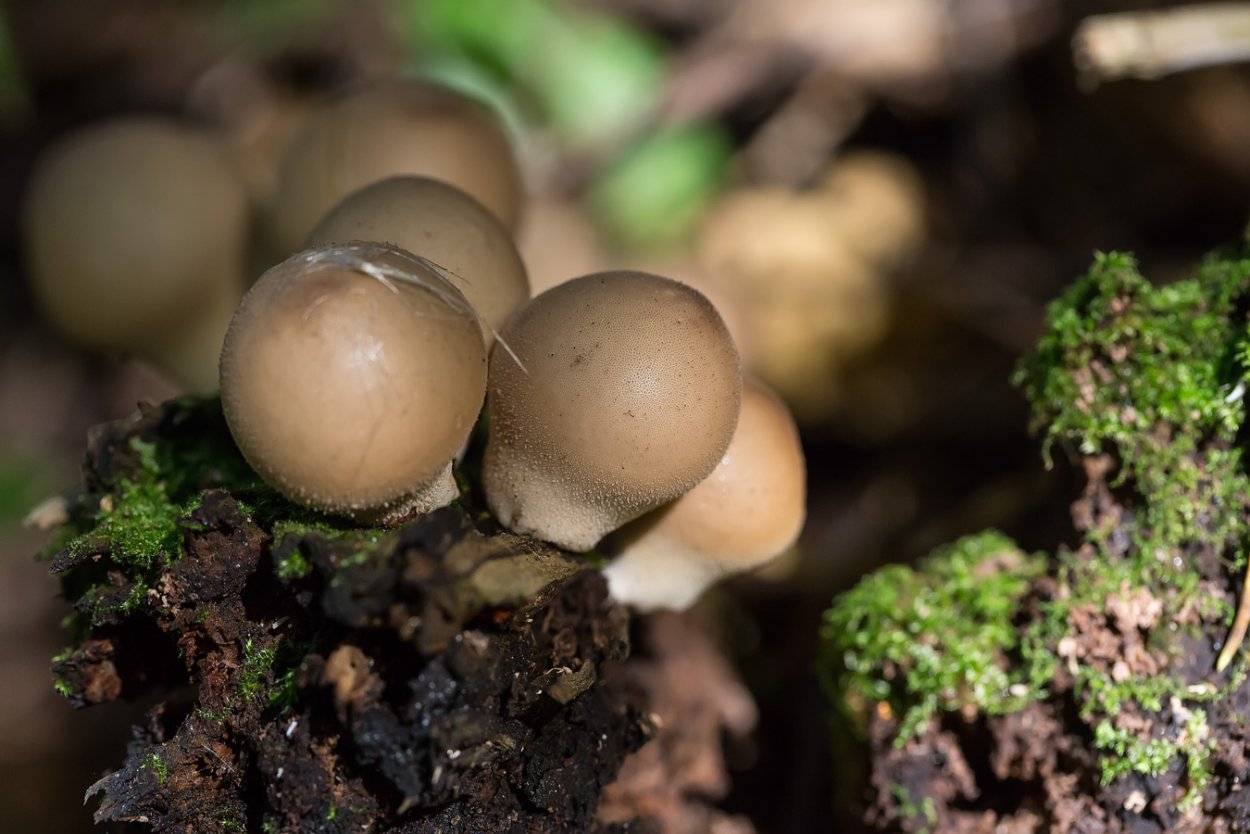 Phallus impudicus Веселка обыкновенная