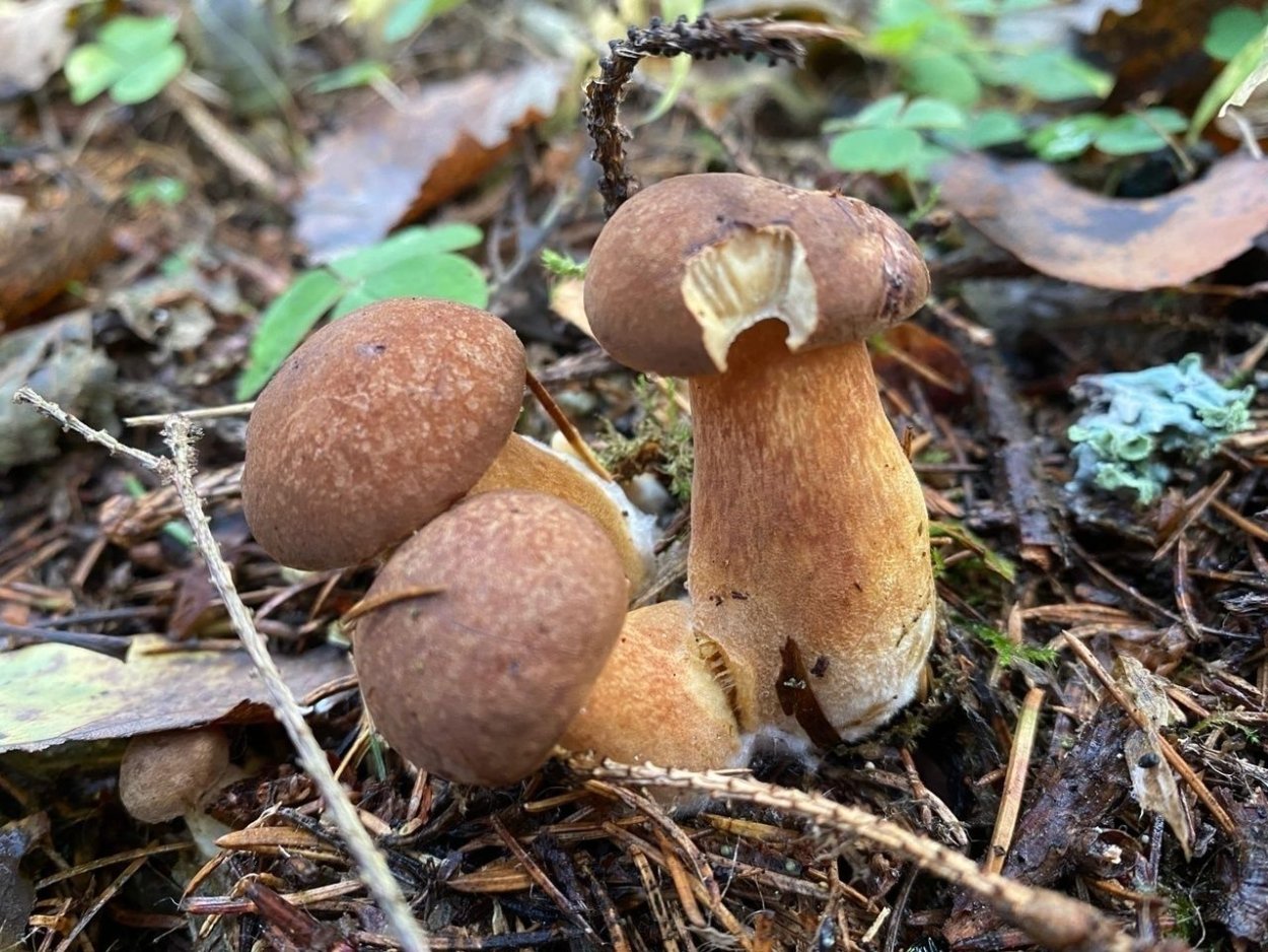 Гриб Amanita rubescens