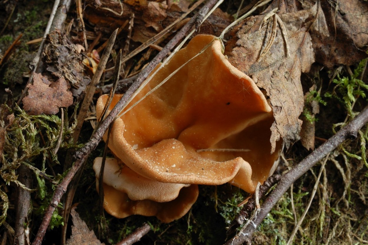 Gyromitra leucoxantha