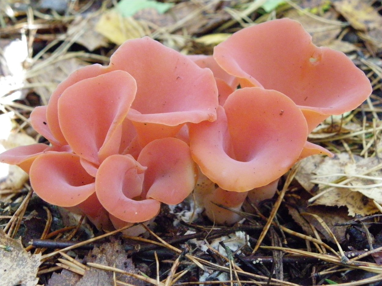Гепиния гельвеллоидная (Guepinia helvelloides)