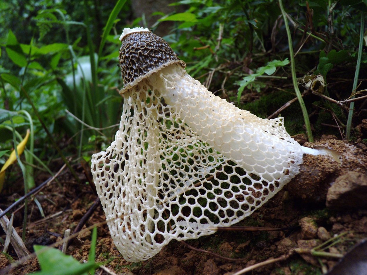 Phallus indusiatus гриб