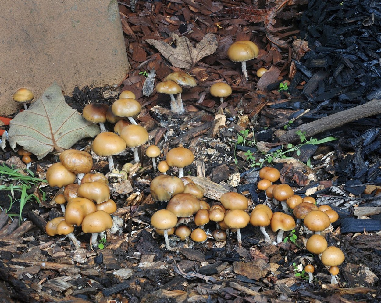 Серная голова (Psilocybe mairei)