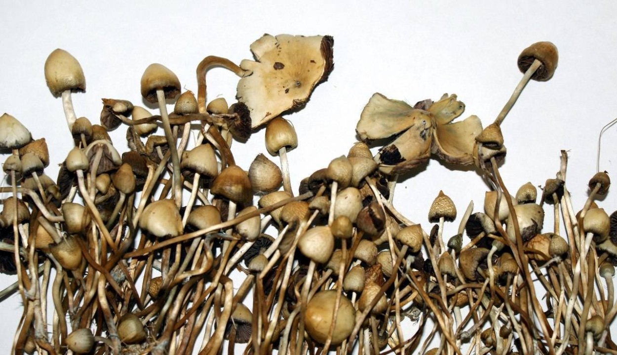 Веселушки грибы