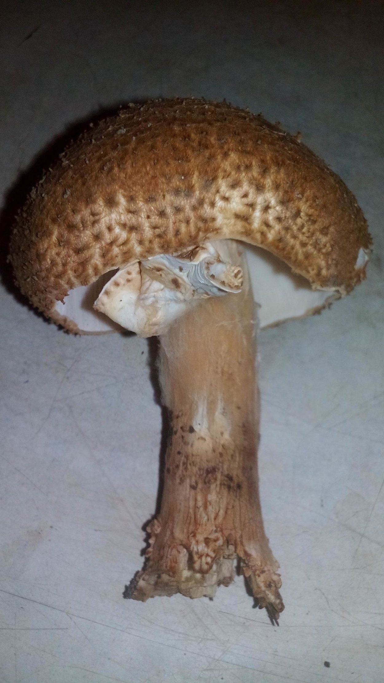 Echinoderma asperum