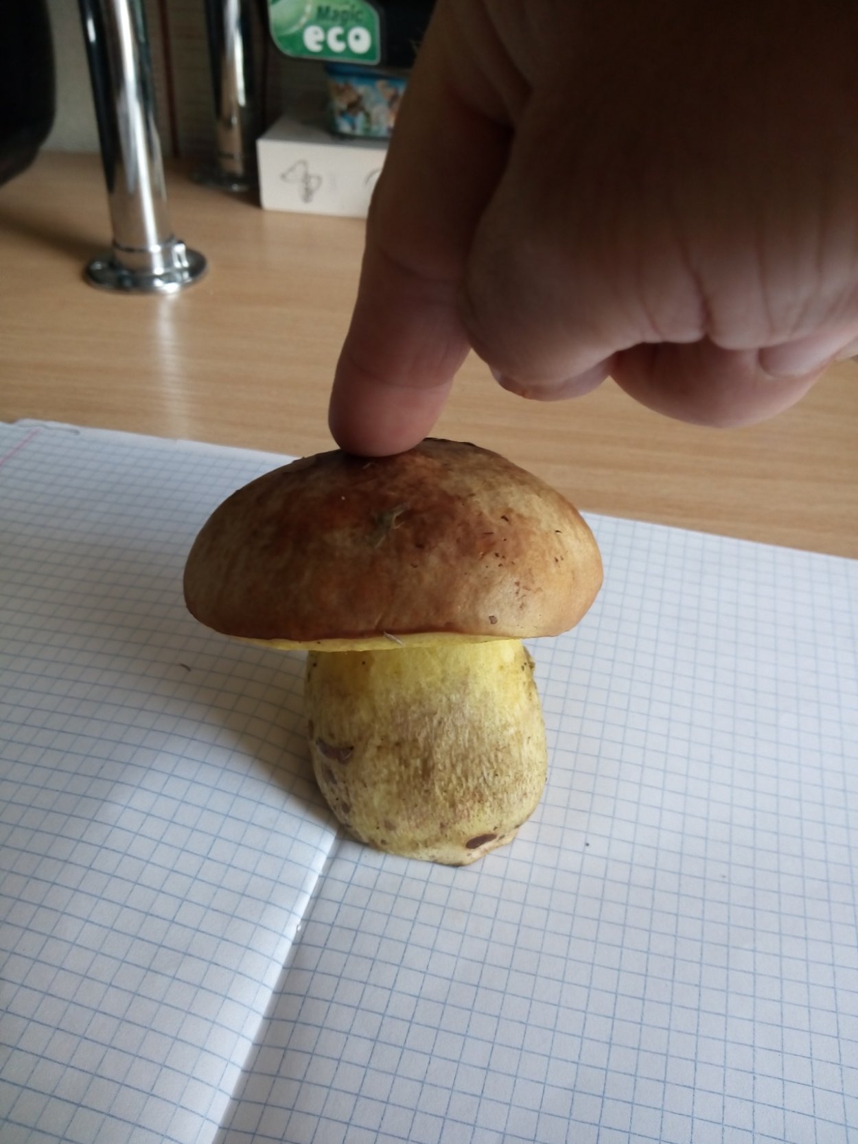 Подъеловики грибы