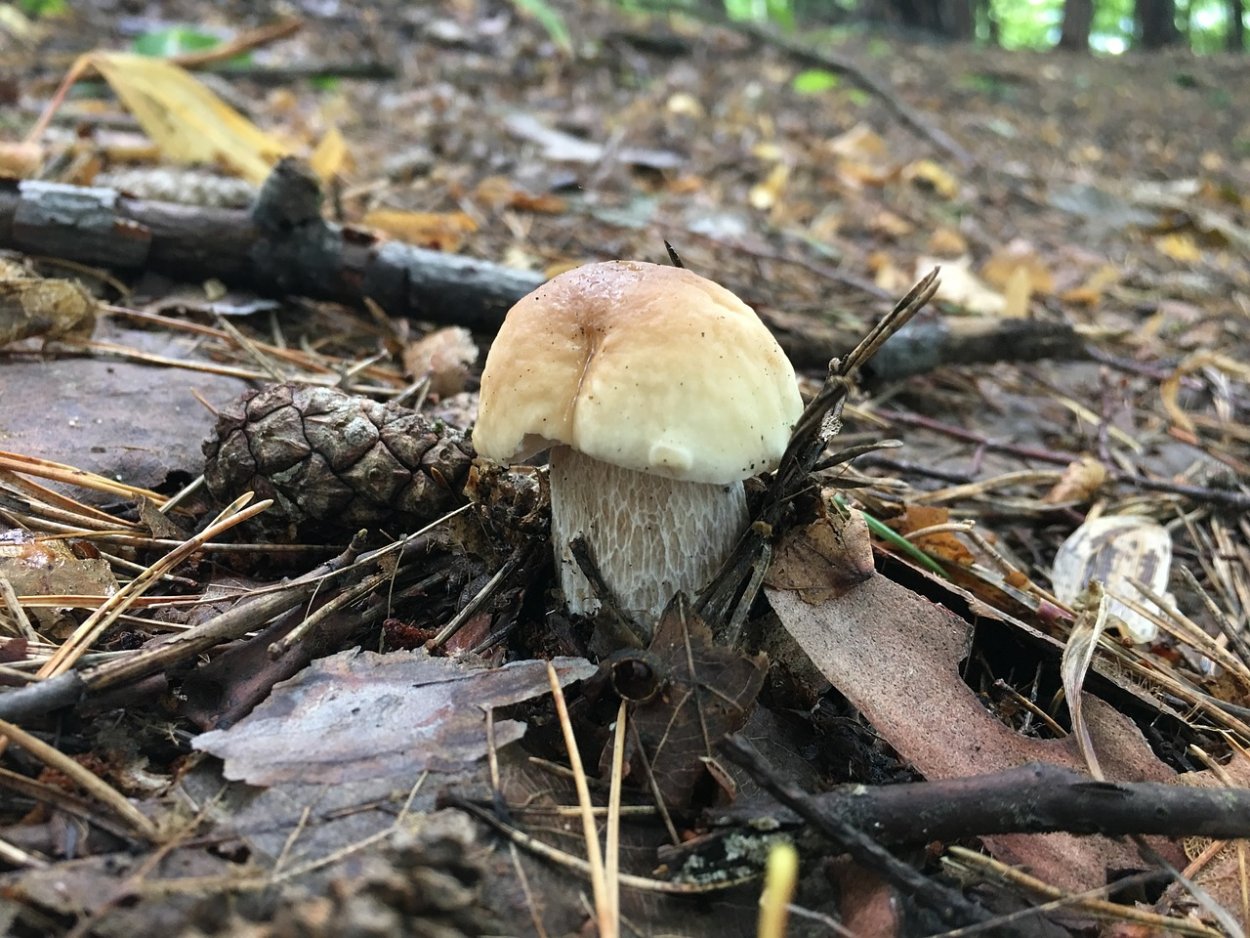 Груздь жёлтый Lactarius scrobiculatus