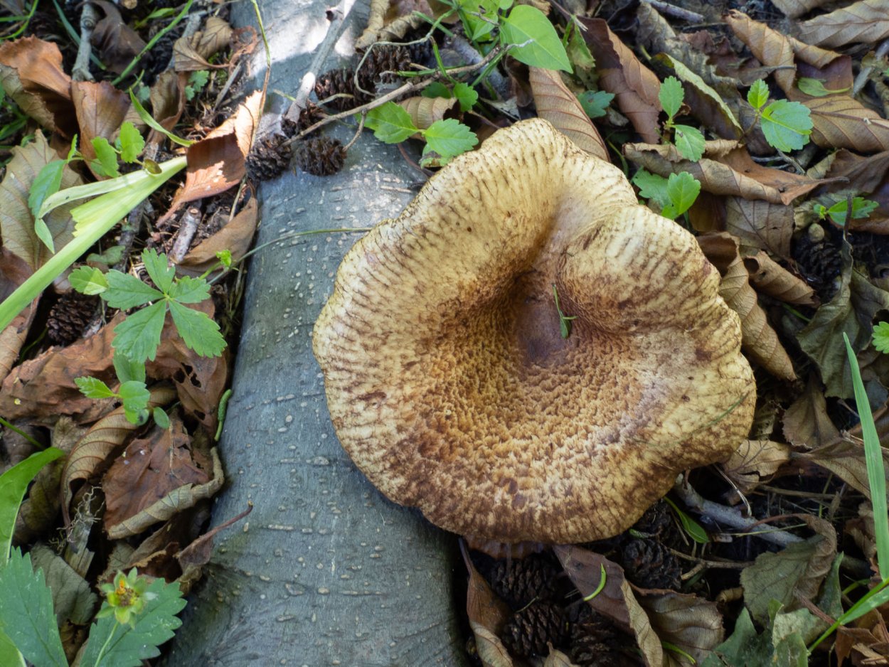 Свинушка Paxillus rubicundulus