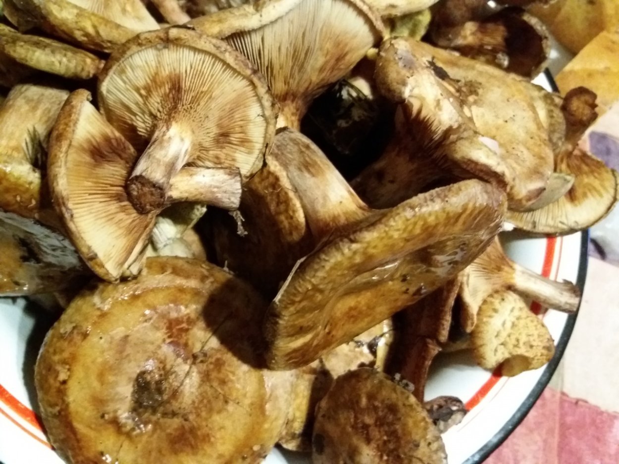 Грибы коровники и свинухи