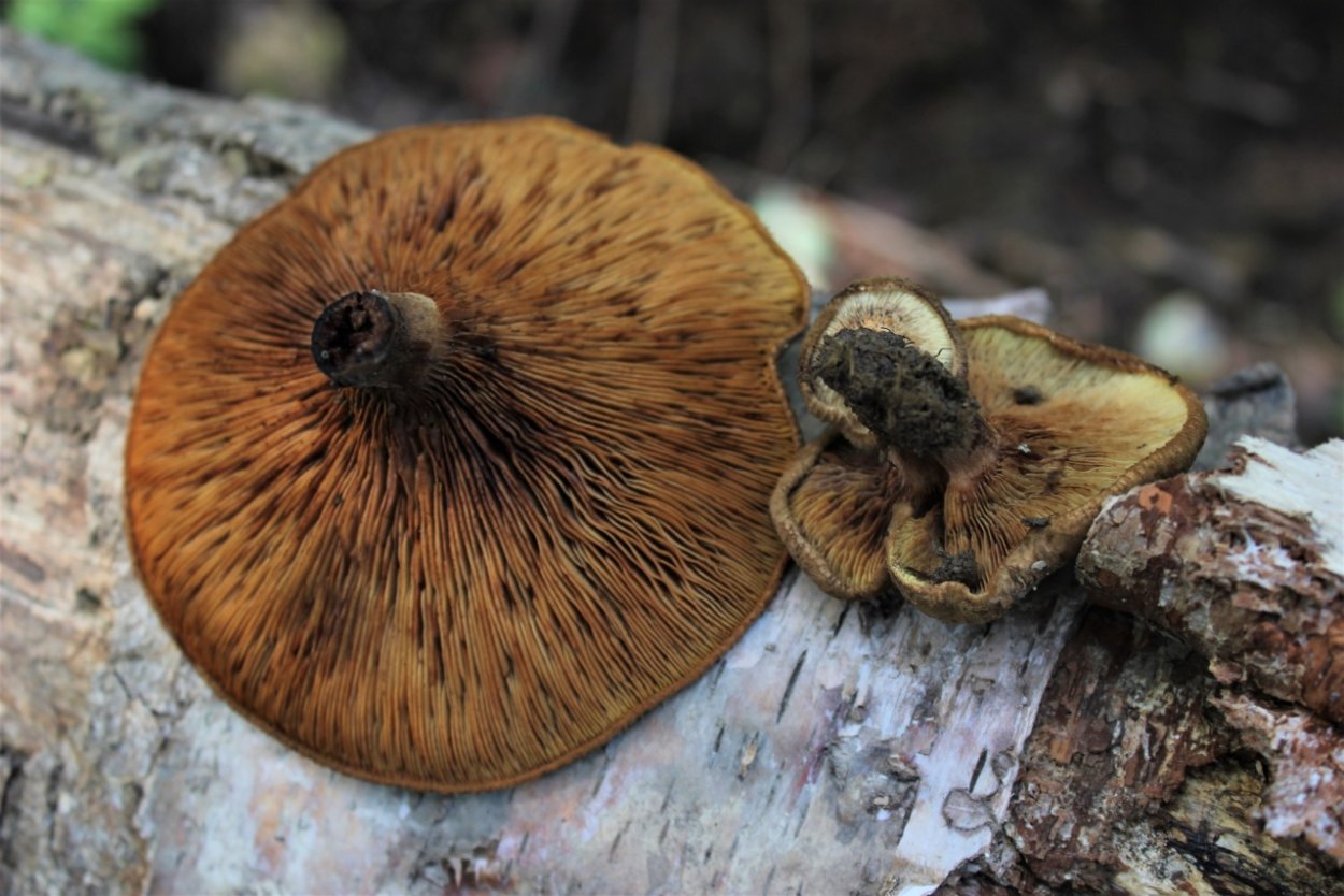 Свинушка Paxillus rubicundulus
