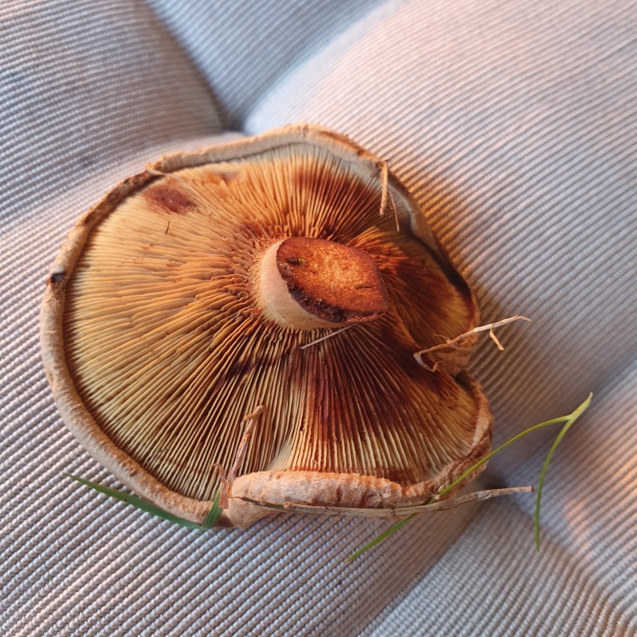 Свинушка Paxillus rubicundulus