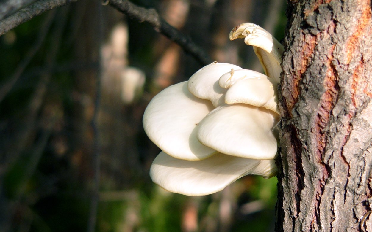 Сумчатый весенний гриб