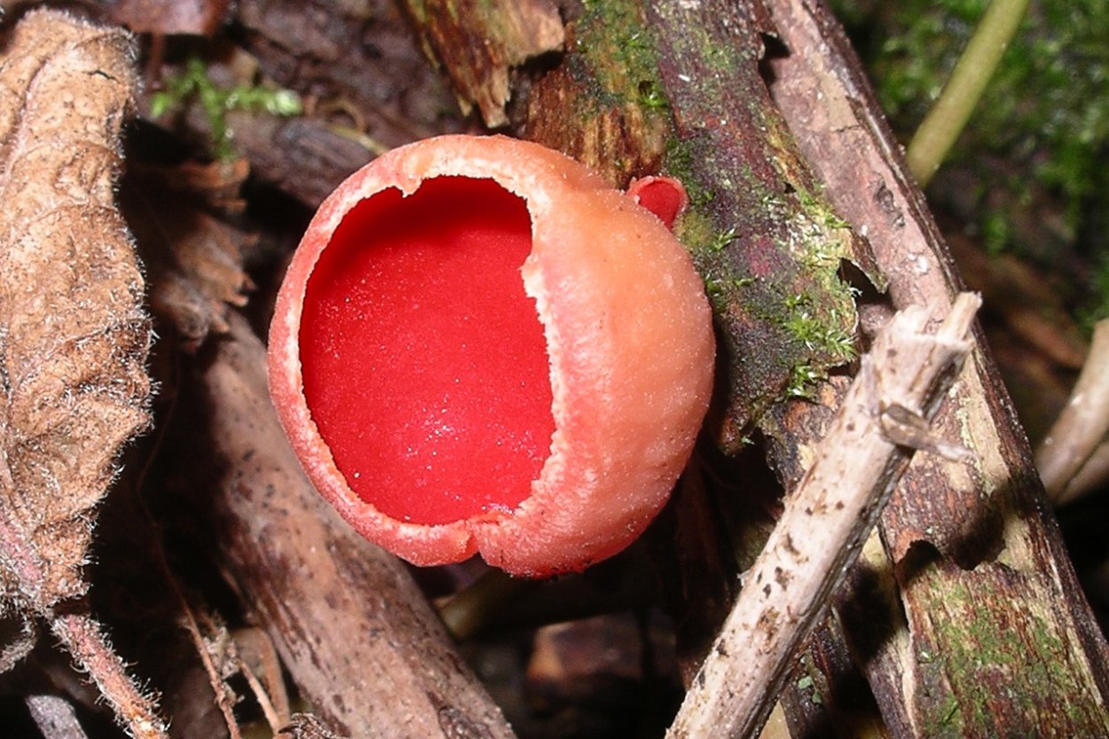 Geopyxis carbonaria