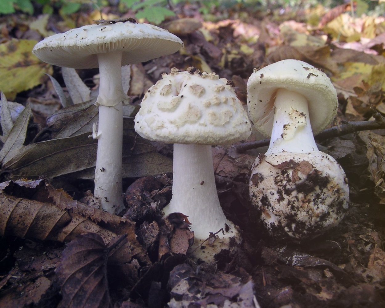 Мухомор поганковидный Amanita citrina