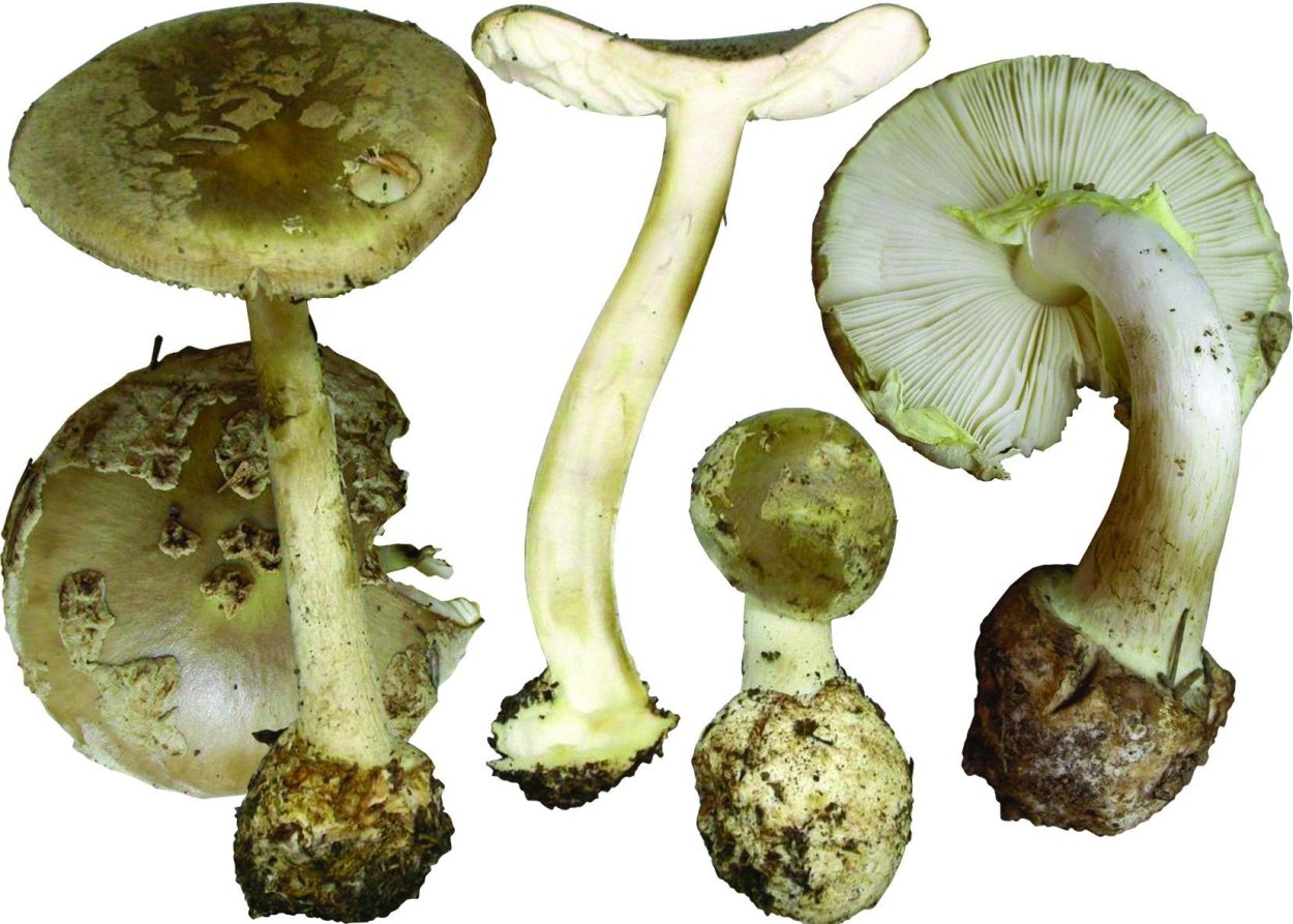 Amanita citrina - мухомор лимонный или желто-бледная поганка;
