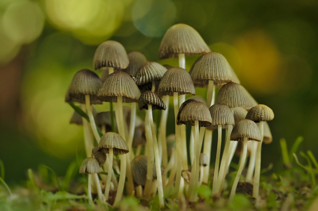 Поганки грибы виды