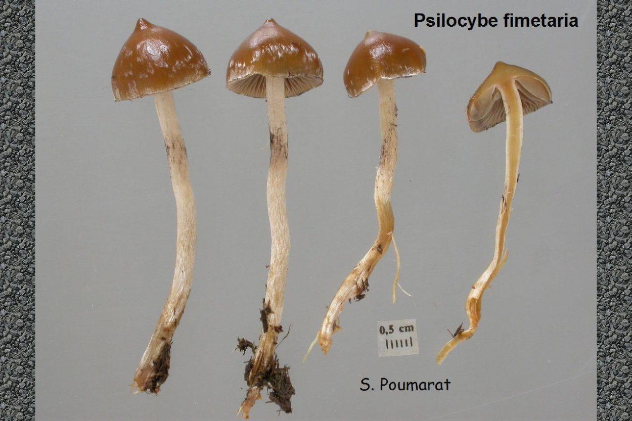 Psilocybe fimetaria