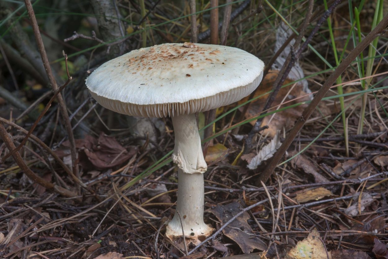 Мухомор поганковидный Amanita citrina