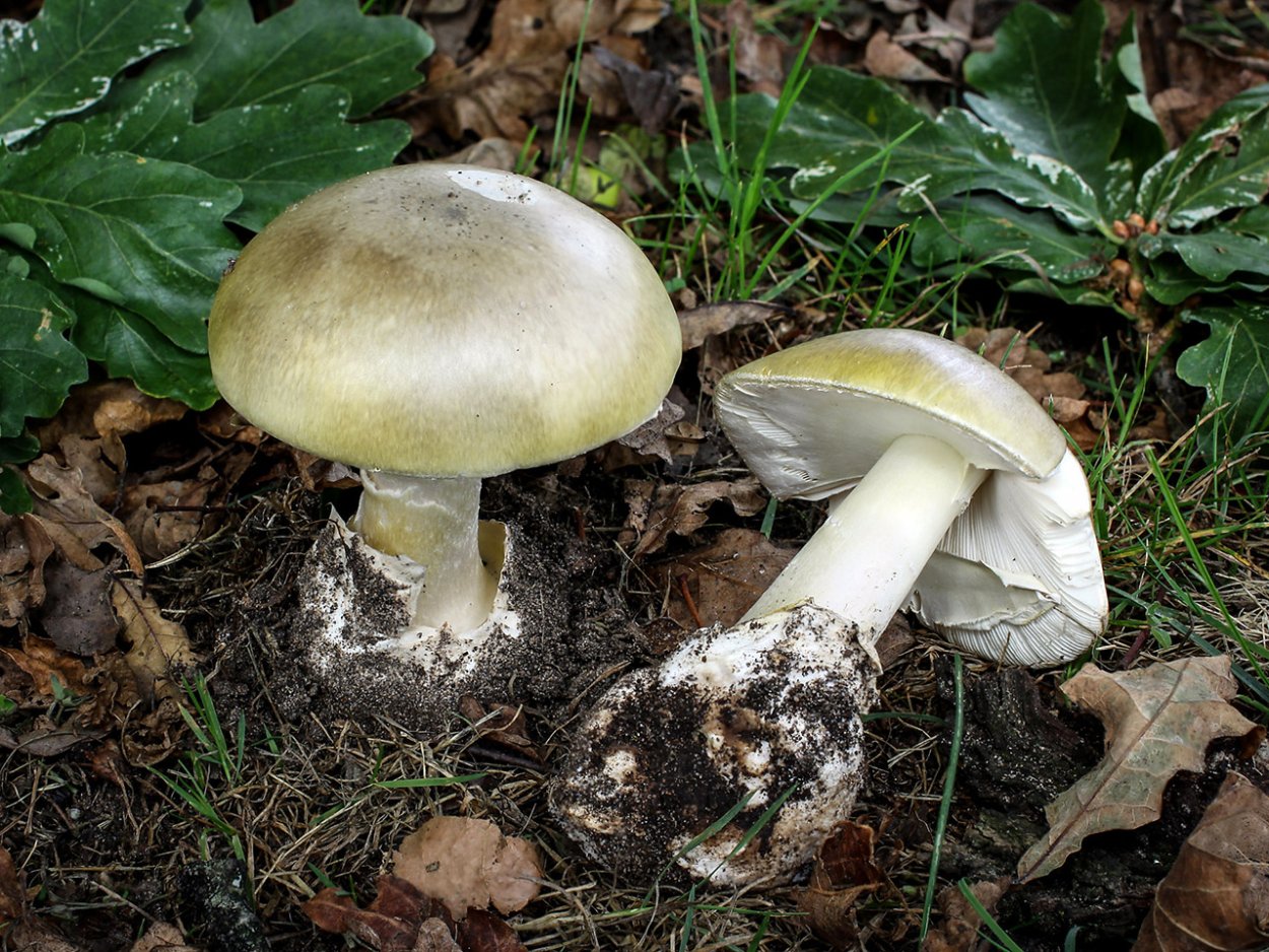 Бледная поганка (Amanita phalloides)