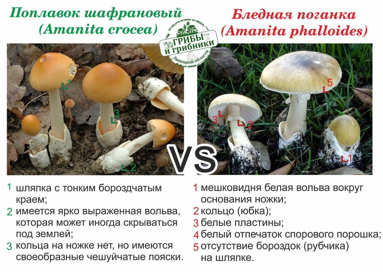 Шампиньон и бледная поганка отличия
