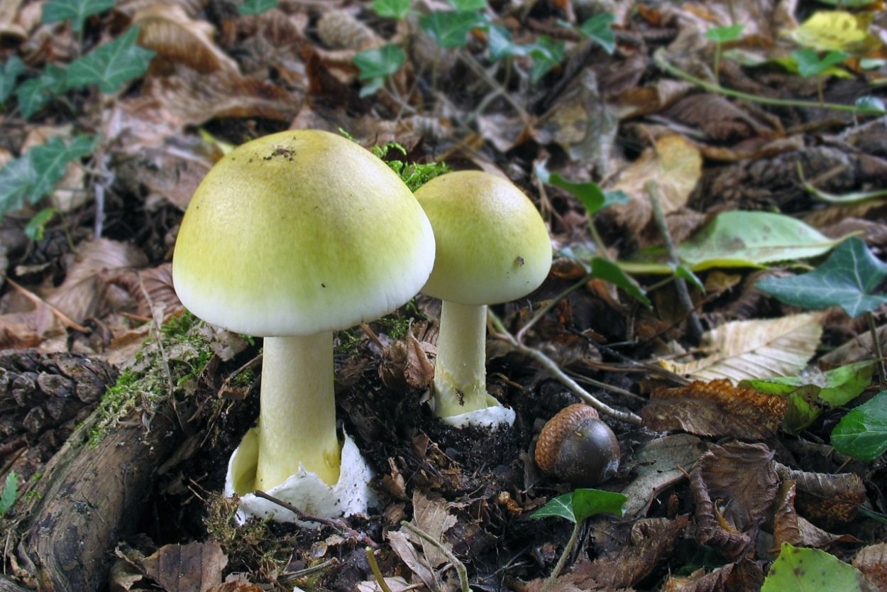 Amanita phalloides гриб