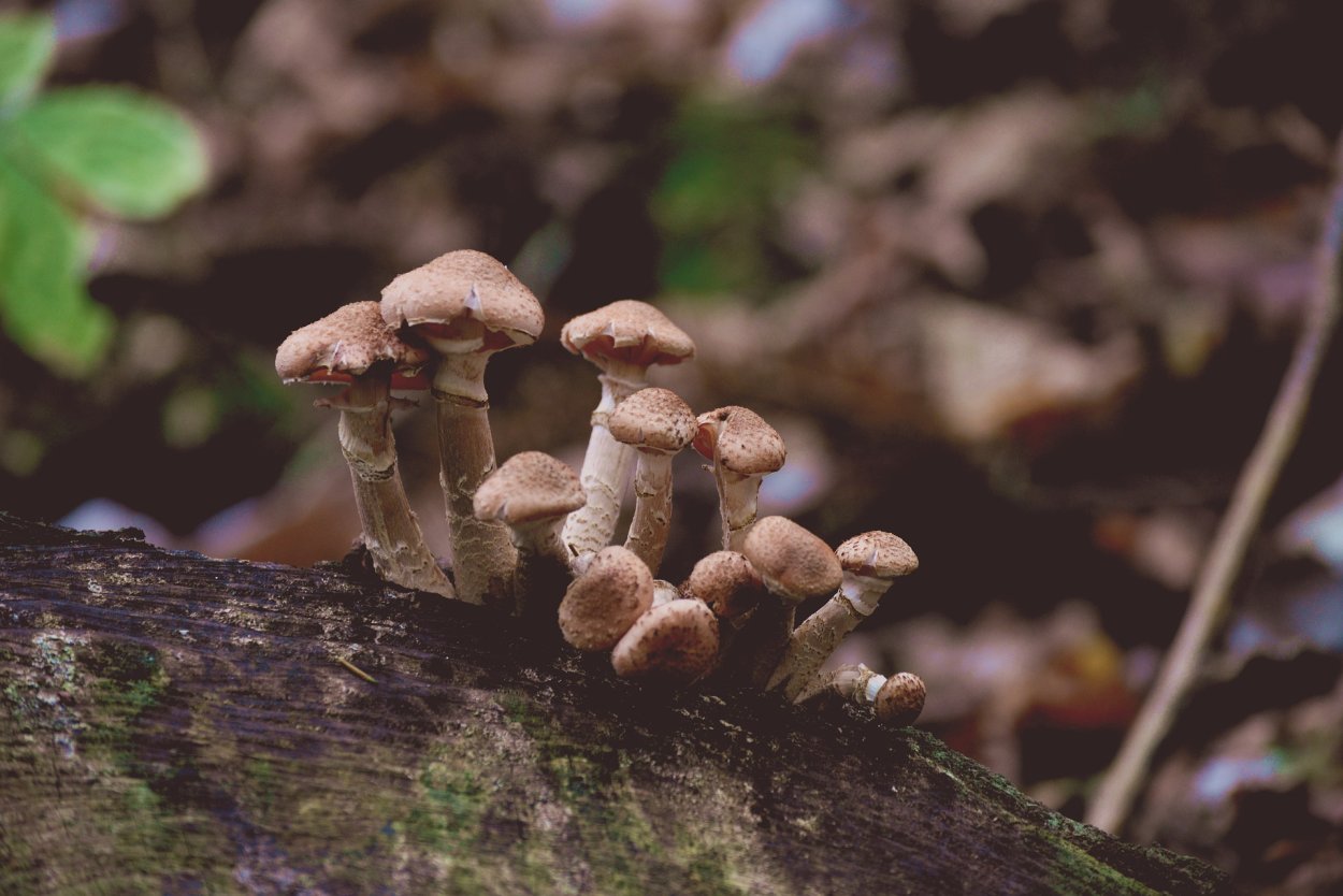 Опёнок осенний (Armillaria mellea)