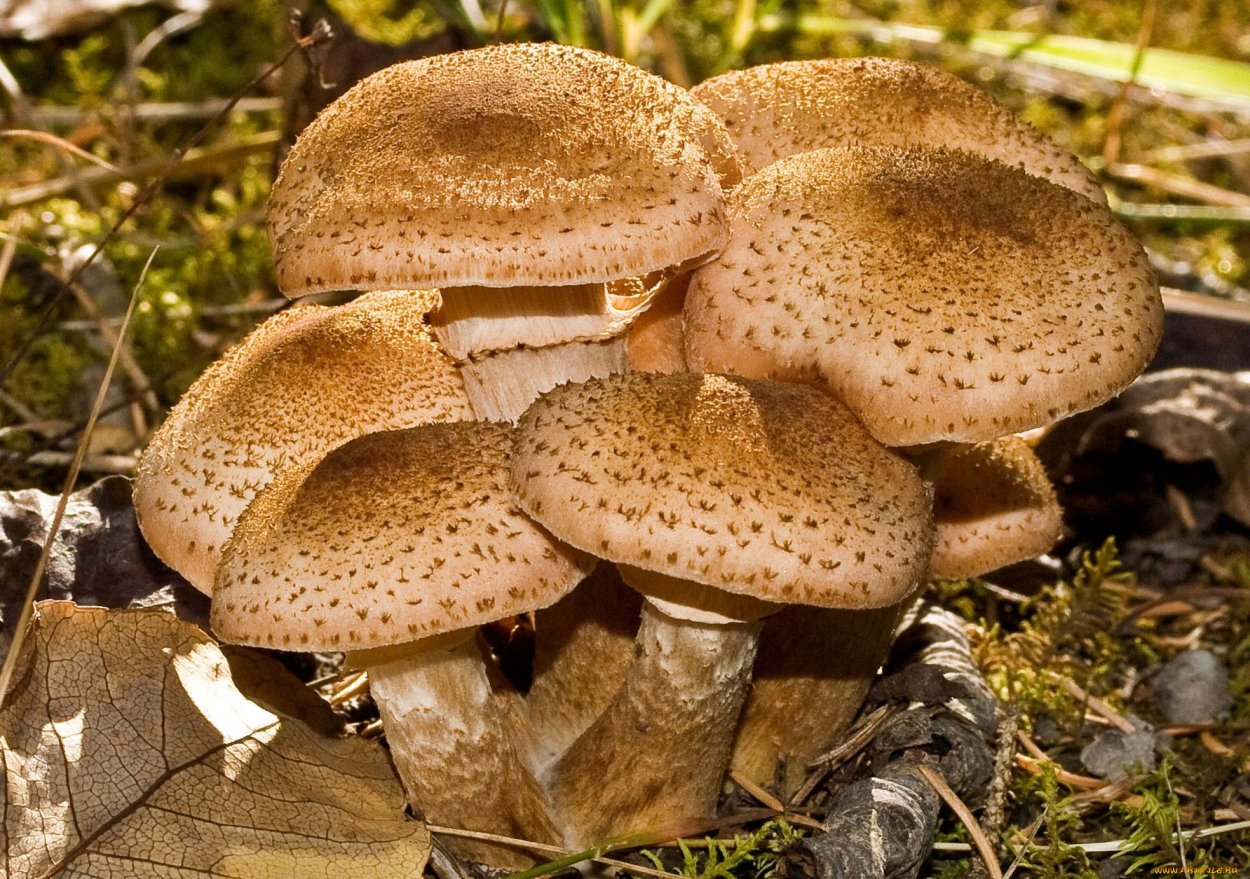Опенок осенний (Armillariella mellea)