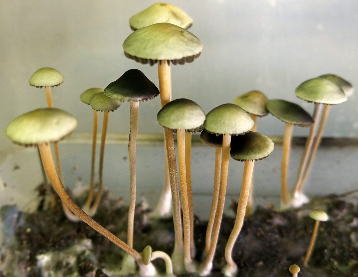 Panaeolus cyanescens aussi x Bali Indonesia