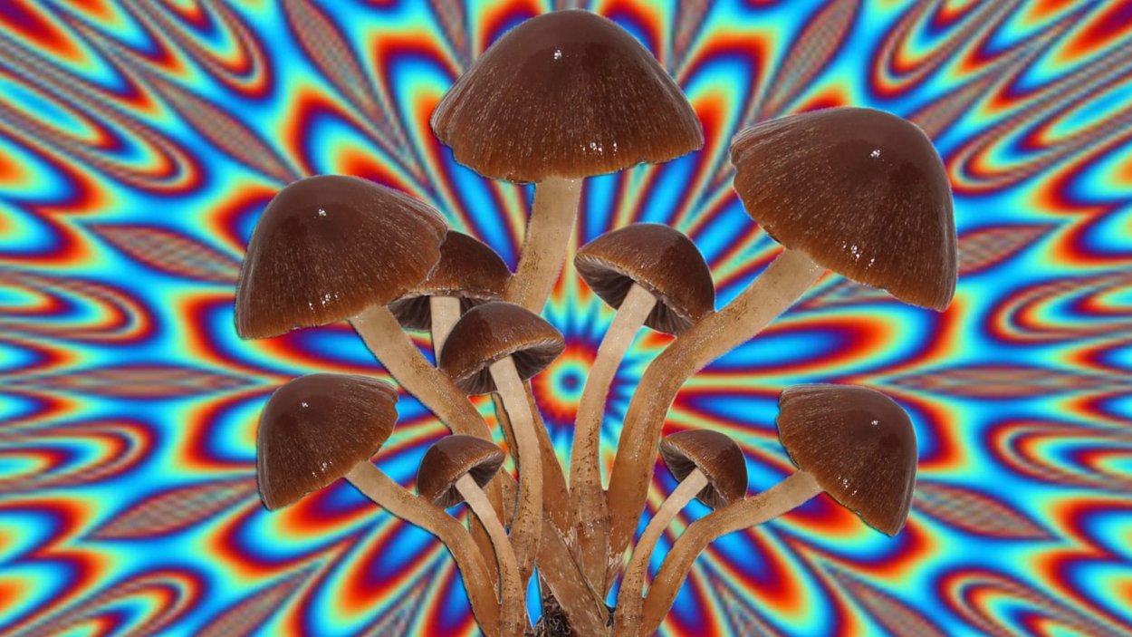 Psilocybe medullosa