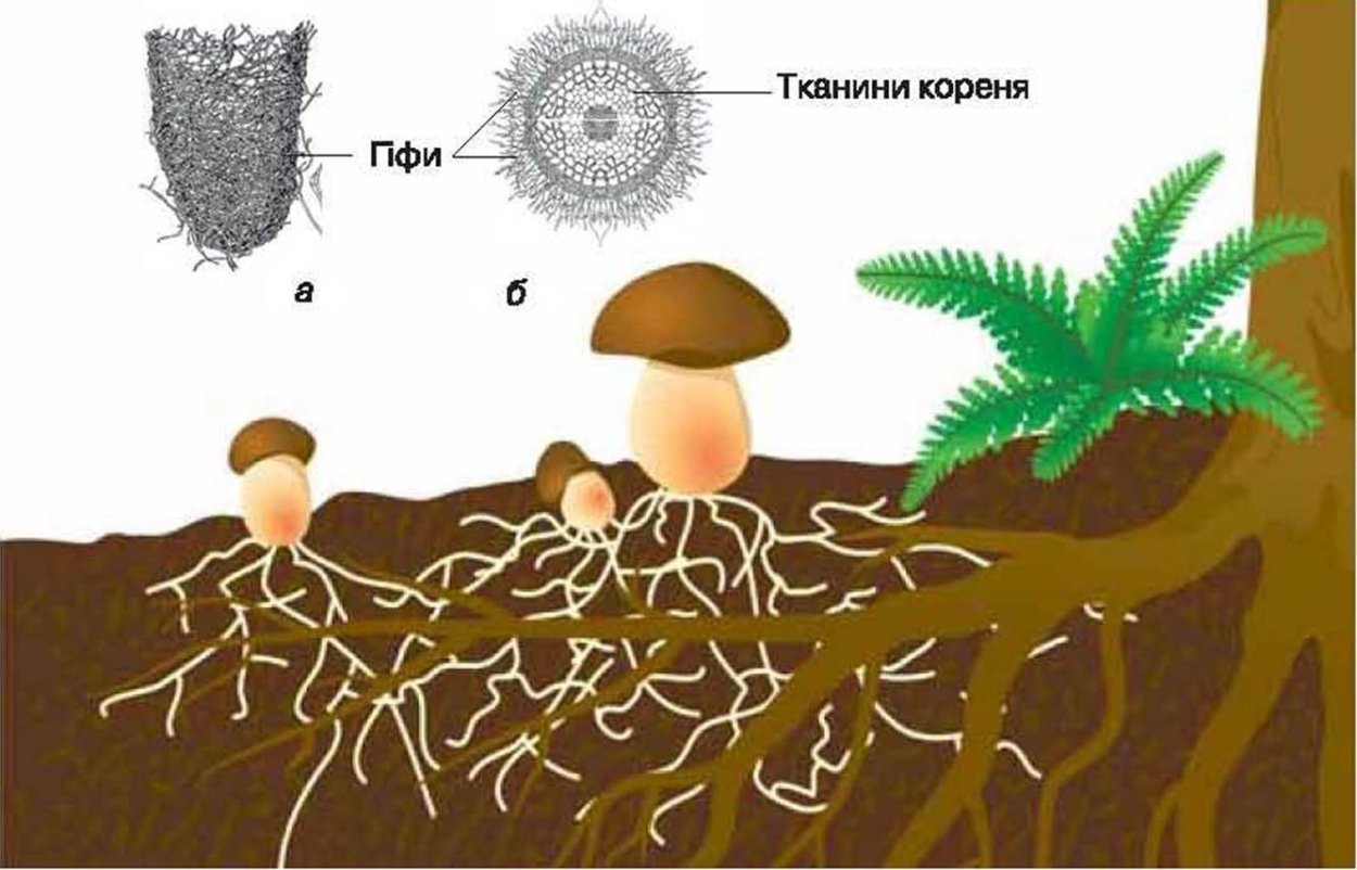 Шляпочные грибы микориза