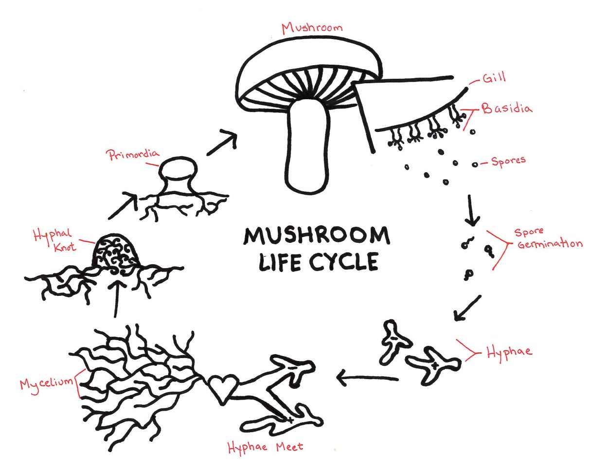 Mushroom Life Cycle