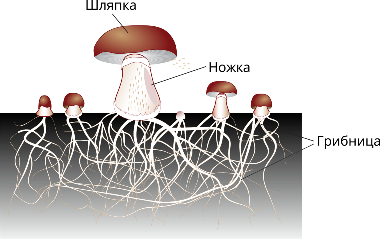 Строение гриба 3 класс