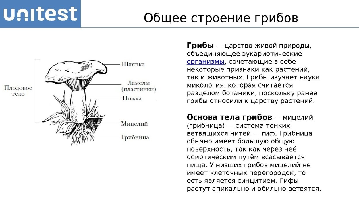 Строение шляпочного гриба и функции