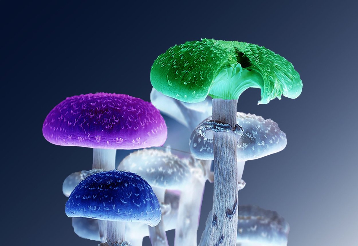Impact fungi