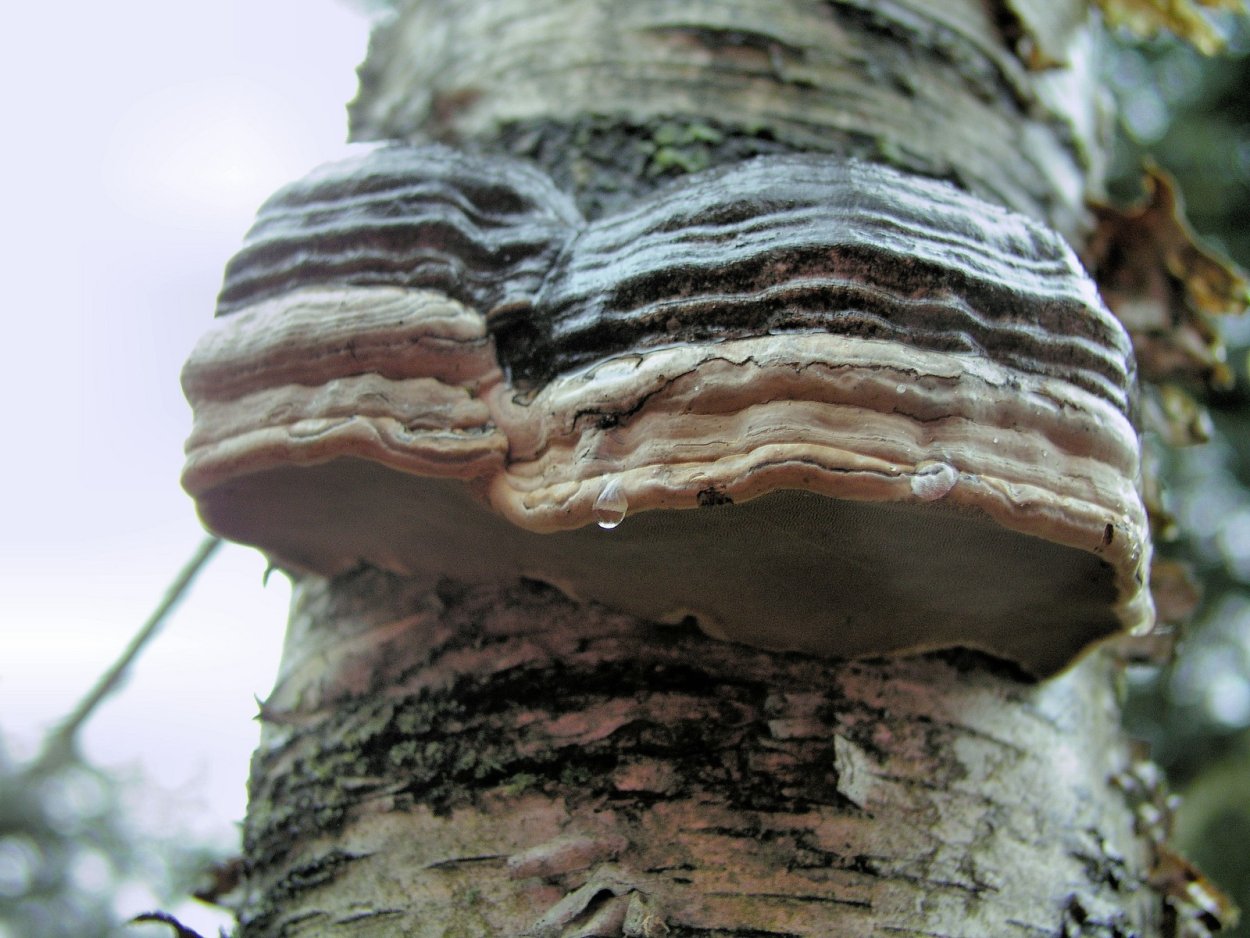 Трутовик настоящий fomes fomentarius