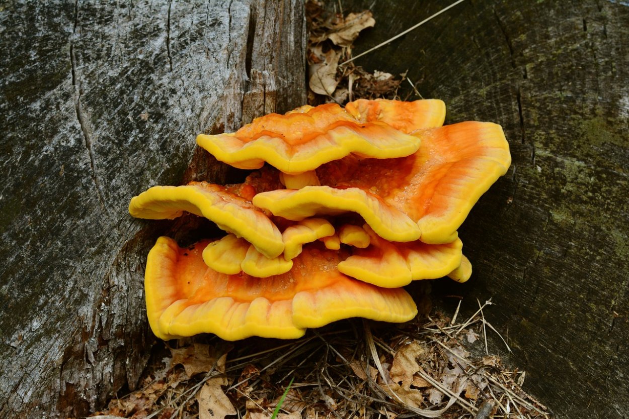 Гриб fomes fomentarius
