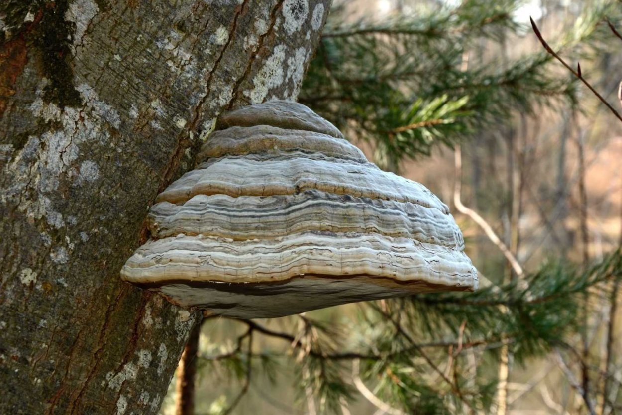 Трутовик обыкновенный fomes fomentarius