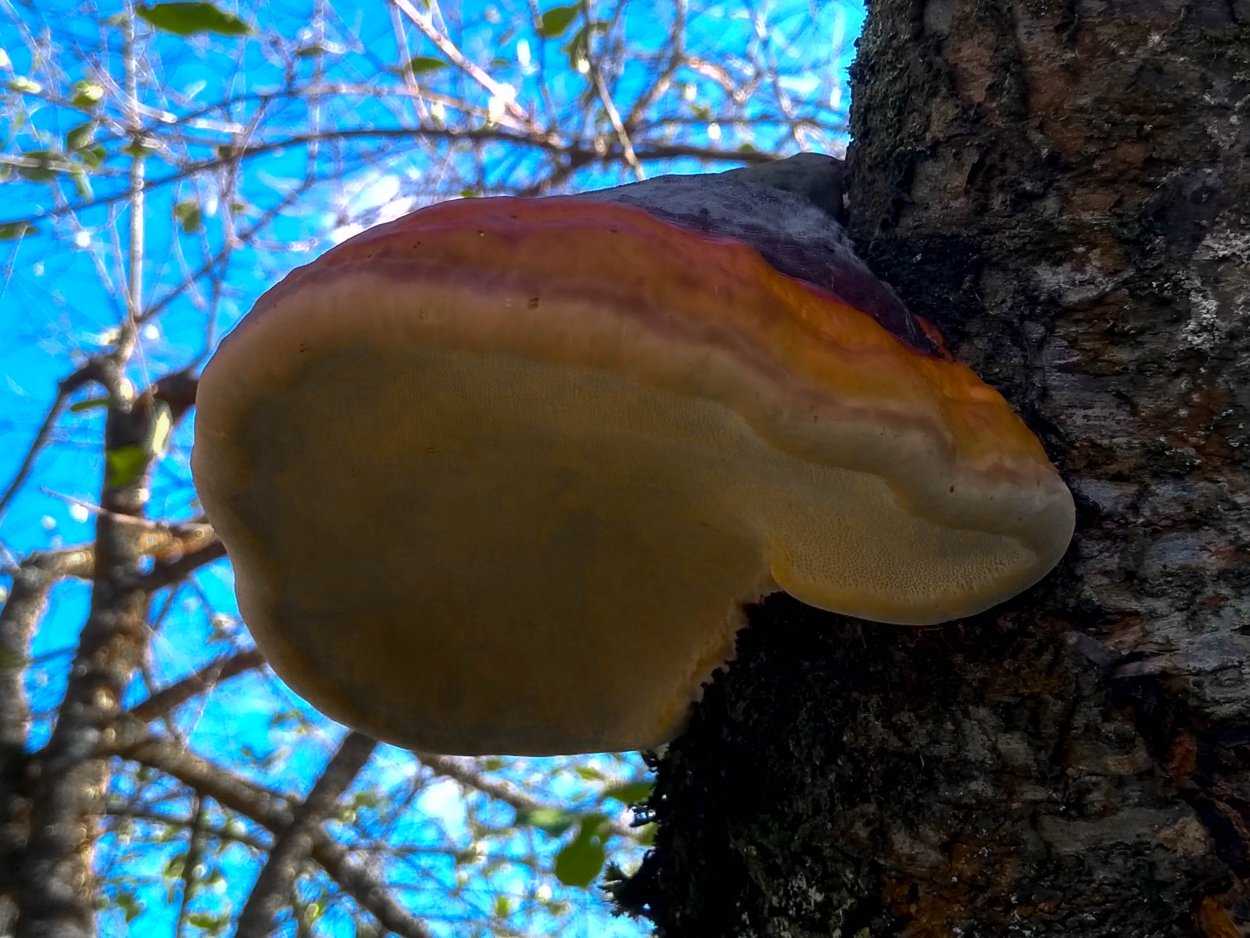 Трутовик Траметес разноцветный trametes versicolor