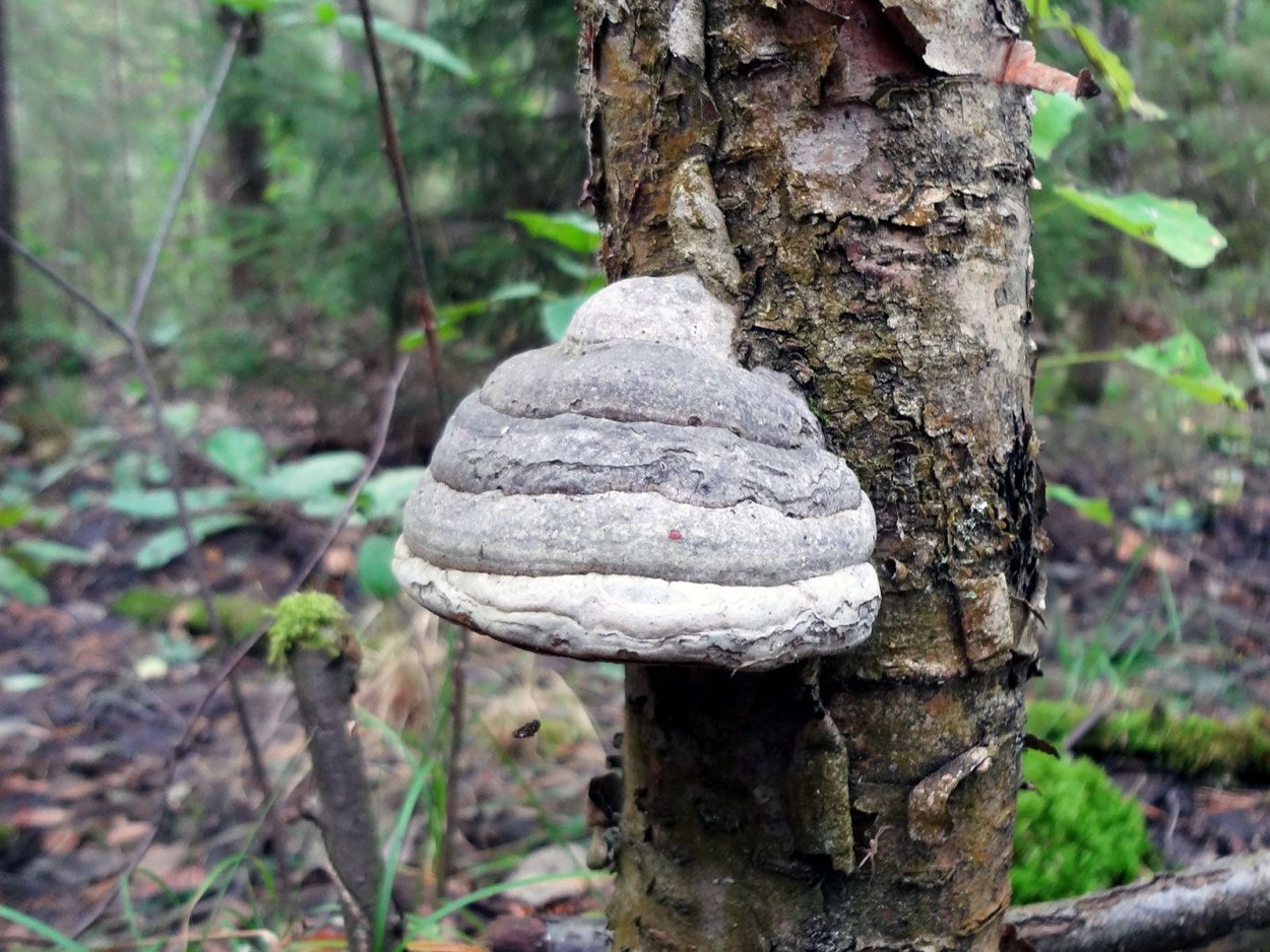 Трутовик окаймленный Fomitopsis pinicola