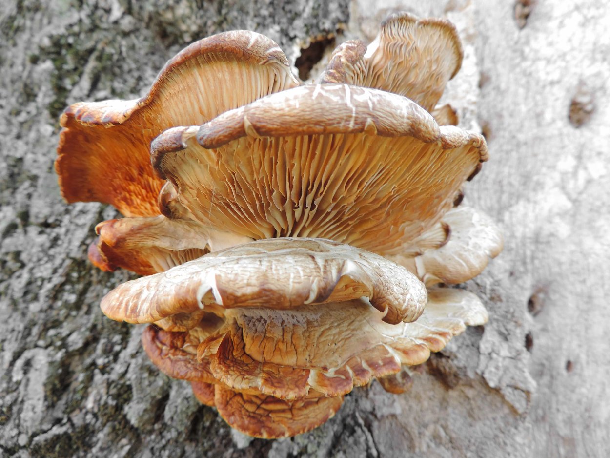 Гриб fomes officinalis