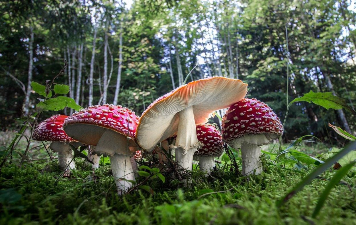 Поляна с ядовитыми грибами